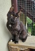 Bardzo przymilny Maine Coon - FPL - 2