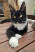 Pieścioch - Czarno biały kocurek Maine Coon - FPL - 4