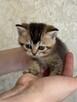 Kocurek rasy Scottish Fold krótkowłosy czeka - 4