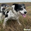 BONA - bita i poniewierana sunia prosi o dom - 2