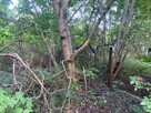 Oddam drewno za wycięcie drzew / Wood for free Zielona Góra