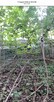 Sprzedamy działkę 1074m2 Plot for sale Zielona Gora centrum - 14