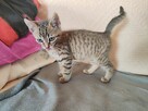 Amir do adopcji - 4