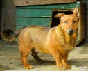 FADO - niewielki, porzucony psiak, ADOPTUJ! - 2