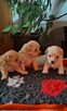 Pudel Toy & Maltańczyk- Maltipoo Cappuccino - 2