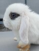 Białe baranki min lop - 14