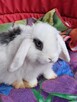 Białe baranki min lop - 16