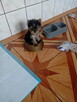 Sprzedam psy rasy york pieski i 1 suczka - 4