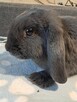 Niebieskie baranki mini lop - 5