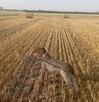 Szczenięta Wyżeł Niemiecki Krótkowłosy po rodzicach Zkwp - 4