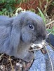 Niebieskie baranki mini lop