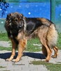 Lolek - 2