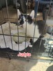 Kocica do adopcji - 4