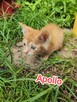 Kocięta do adopcji - 3