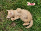 Kocięta do adopcji - 6