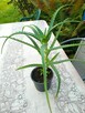 Filodendron, szczawik, monstera i inne - 16