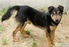 BAMBO - uratowany z gospodarstwa szuka dobrego domu - 3