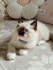 RAGDOLL Kocięta-Zapowiedź miotu grudzień/styczeń - 14