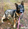 WOJTUŚ - cudowny owczarek szuka najlepszego domu - 2