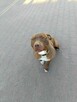 Megi - wyjątkowa sunia w typie pitbulla szuka domu! - 4