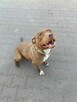 Megi - wyjątkowa sunia w typie pitbulla szuka domu! - 3