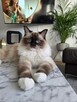 RAGDOLL Kocięta-Zapowiedź miotu grudzień/styczeń - 11