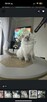 RAGDOLL Kocięta-Zapowiedź miotu grudzień/styczeń - 12