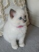 RAGDOLL Kocięta-Zapowiedź miotu grudzień/styczeń - 16