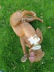 Megi - wyjątkowa sunia w typie pitbulla szuka domu! - 2