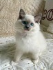 RAGDOLL Kocięta-Zapowiedź miotu grudzień/styczeń - 15
