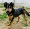 BAMBO - uratowany z gospodarstwa szuka dobrego domu - 2
