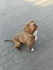 Megi - wyjątkowa sunia w typie pitbulla szuka domu! - 5
