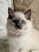 RAGDOLL Kocięta-Zapowiedź miotu grudzień/styczeń - 13