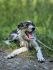 Brukselka – delikatna dusza, co do człowieka znów się rusza - 5