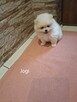 Sprzedam psy rasy Szpic miniaturowy Pomeranian - 3