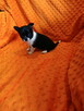 Urocza suczka Chihuahua – kremowa - 7