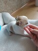 Biało-Beżowy Cudowny Chihuahua