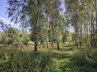 DZIAŁKA ROLNA/INWESTYCYJNA| 6,58HA |BLISKO JEZIORA - 5