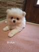 Sprzedam psy rasy Szpic miniaturowy Pomeranian - 2