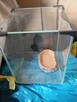 Terrarium akwarium plus gadżety - 3