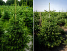 Choinki jodła kaukaska z PL plantacji 80-300 cm stała cena - 2