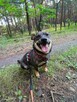 Drapak ok1,5 r.mały wyjątkowy mały psiak do adopcji Bełchat