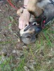 Drapak ok1,5 r.mały wyjątkowy mały psiak do adopcji Bełchat - 2