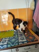 Judyta do adopcji - 3