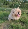 Piki ok 4 let piesek w typ pekińczyka do adopcji Bełchatów - 3