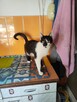 Judyta do adopcji - 9
