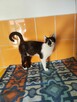 Judyta do adopcji - 7