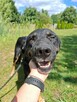 Pilne!! Oleg ok 2/3 let.mały piesek do adopcji Bełchatów - 3