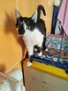 Judyta do adopcji - 4