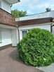 Parter 100 metrowy domu do wynajęcia Ciechocinek - 8